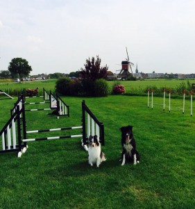 Two dogs and a windmill